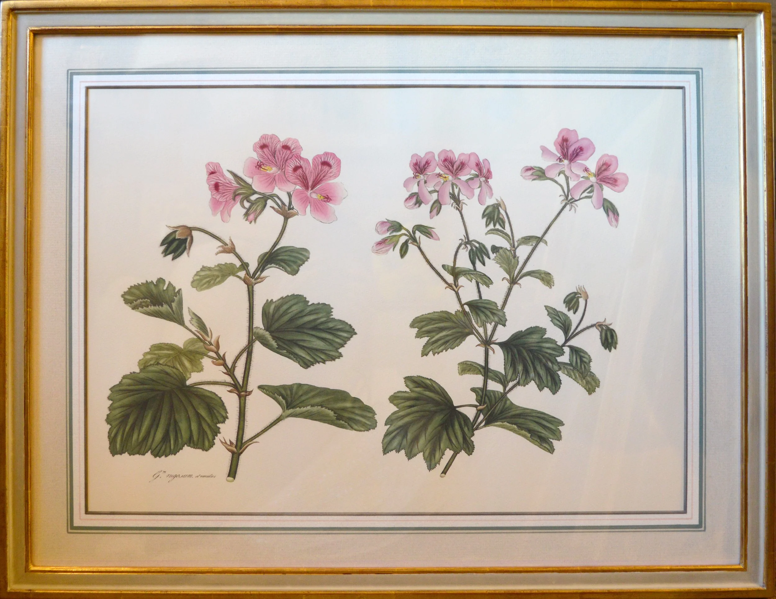 Geranium 5.jpg