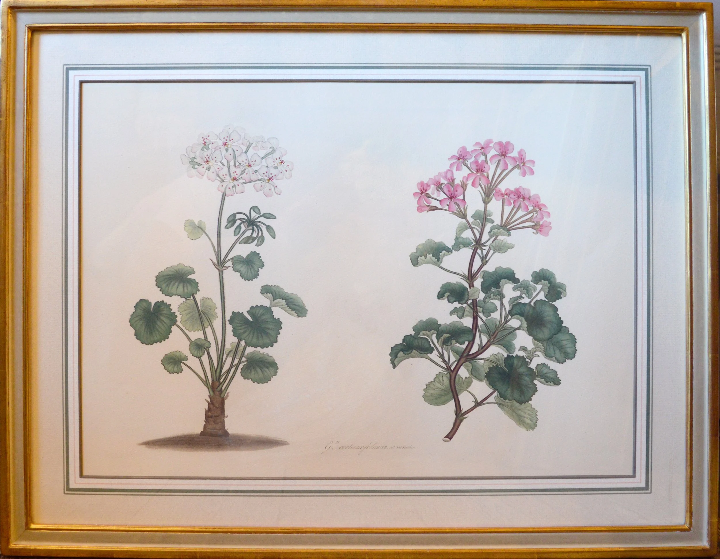 Geranium 6.jpg