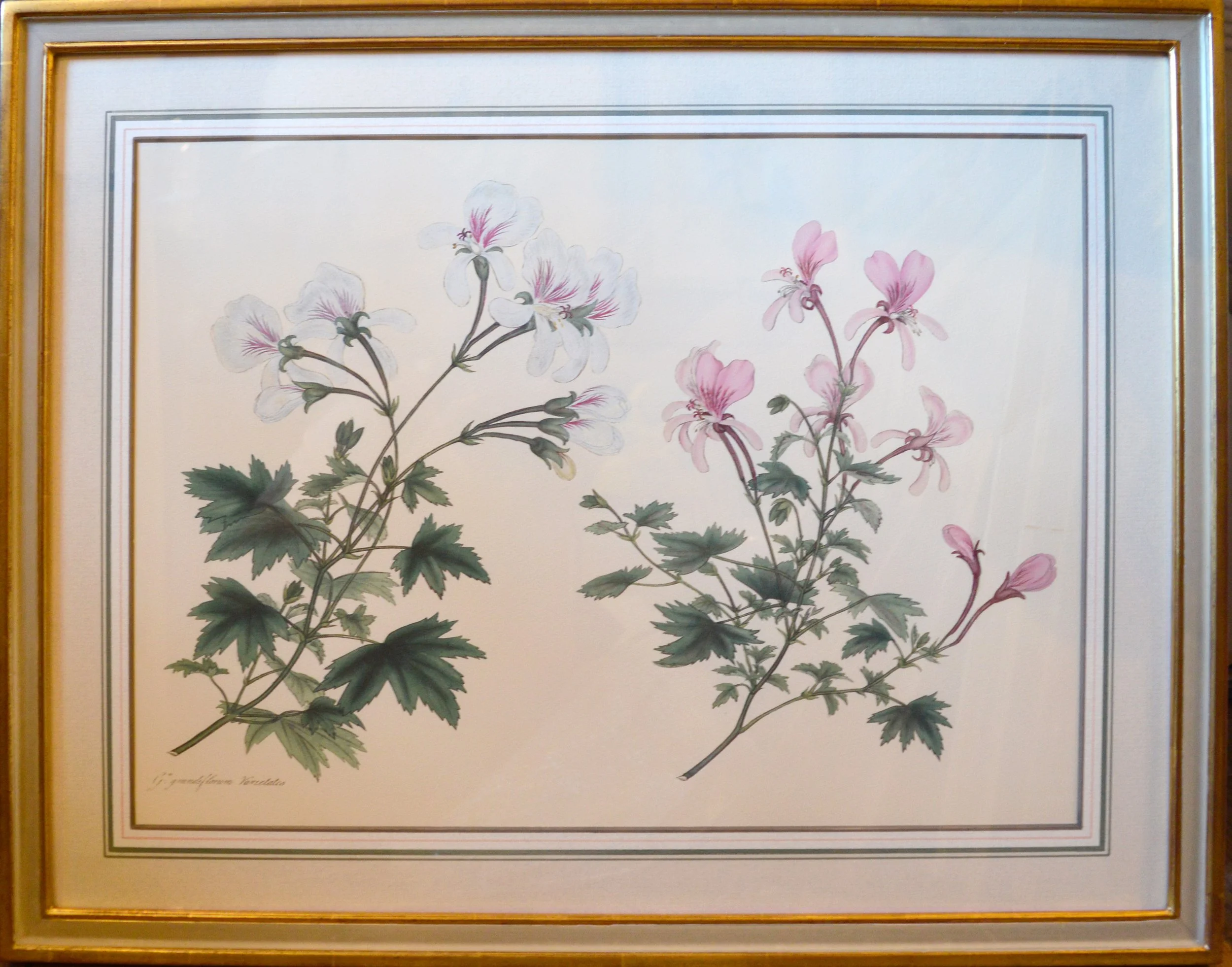 Geranium 7.jpg
