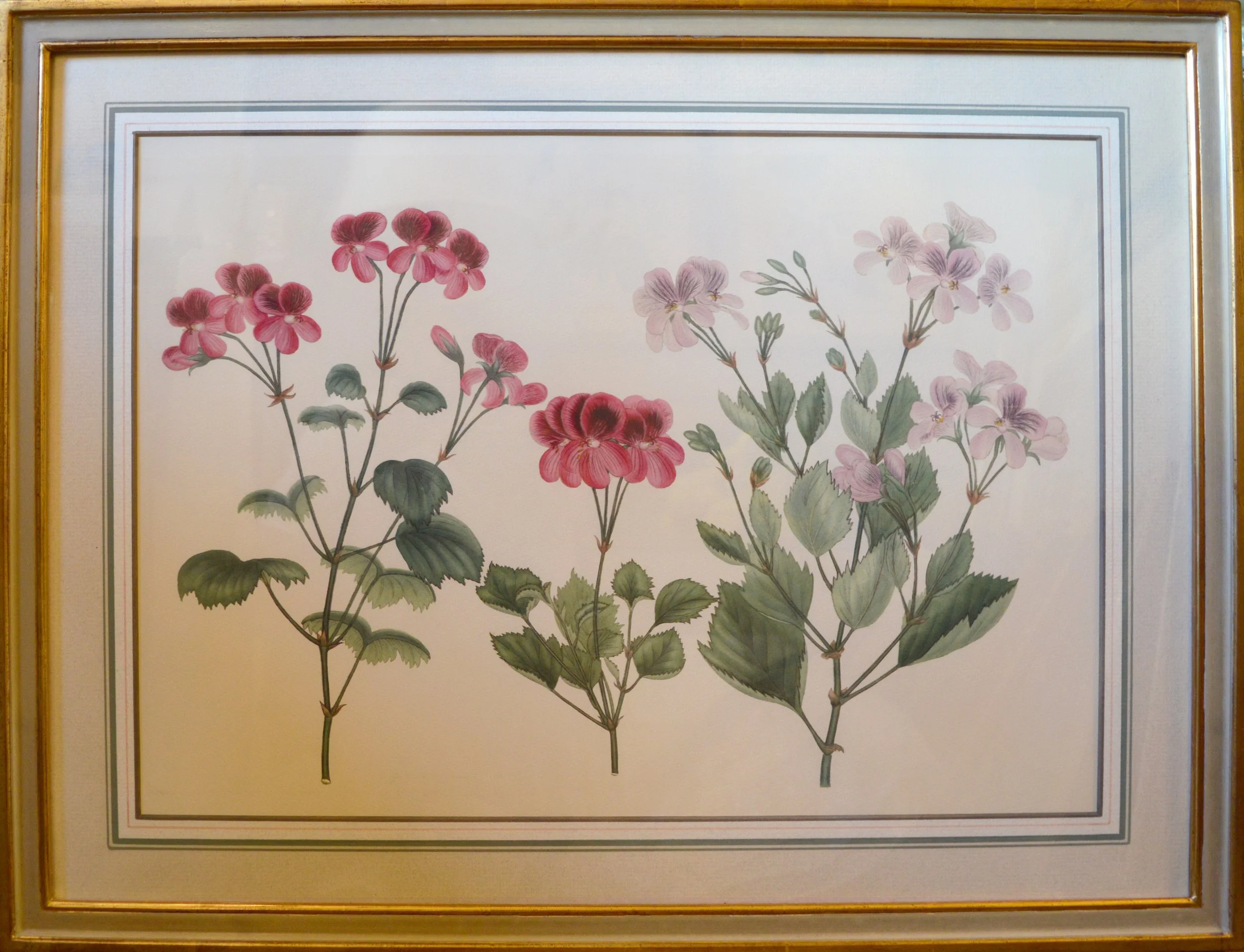 Geranium 8.jpg