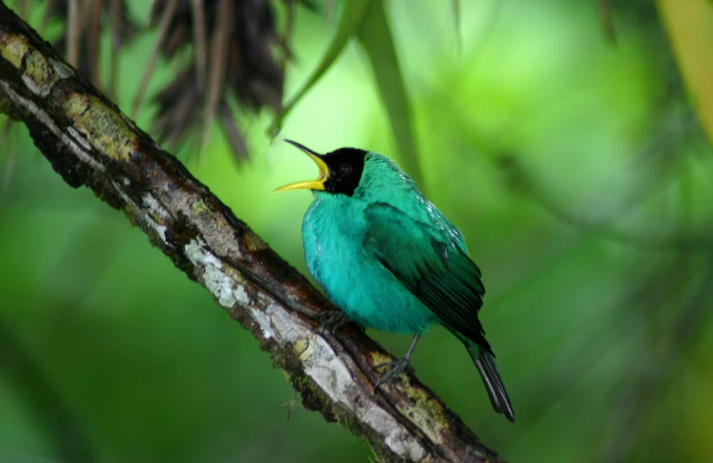 jkf-animal-song-bird-F-3115a.jpg