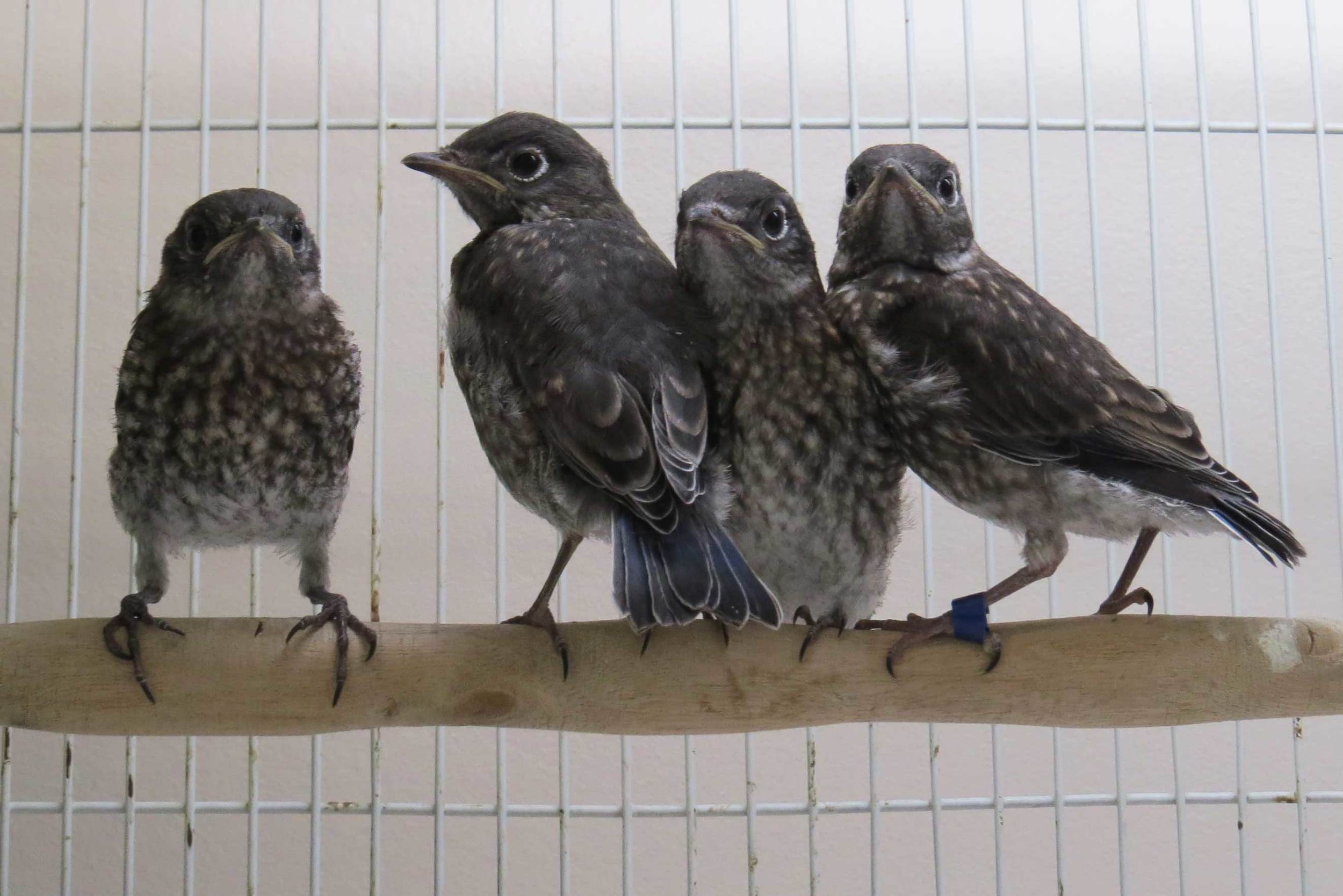 Bluebird Family - Part One