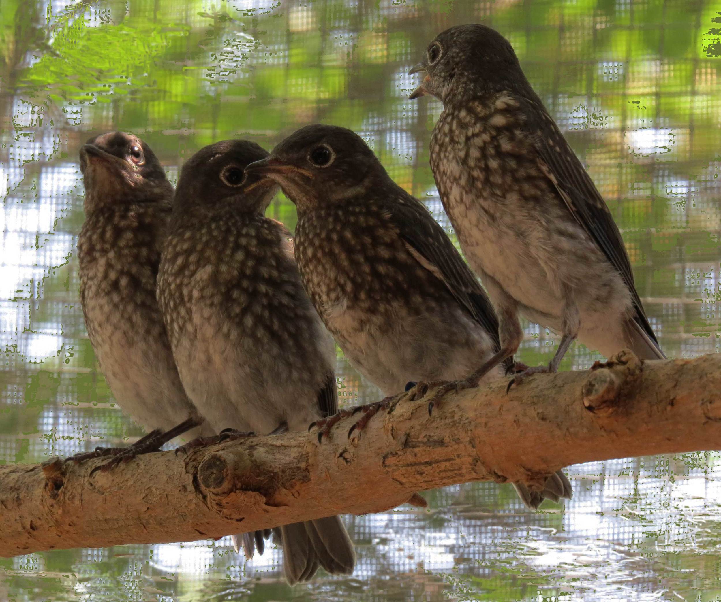 Bluebird Family - Part Two