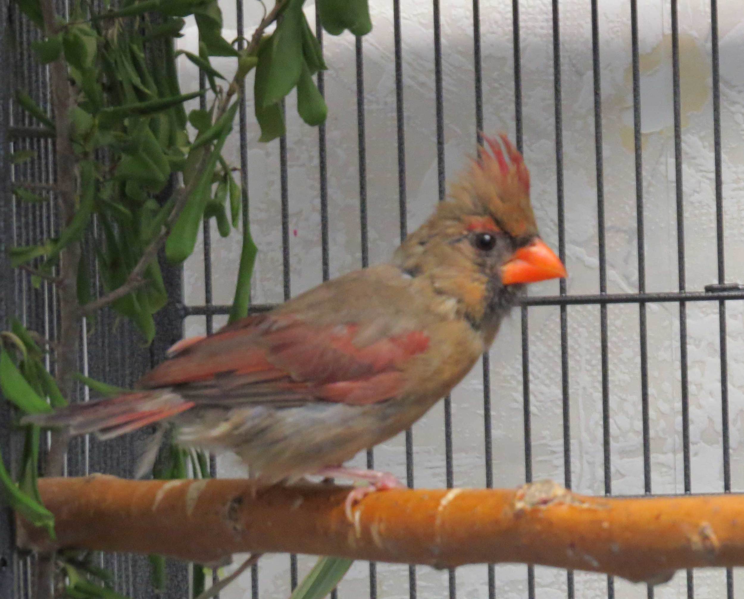 Adult Female Cardinal - Glue Trap Mishap!