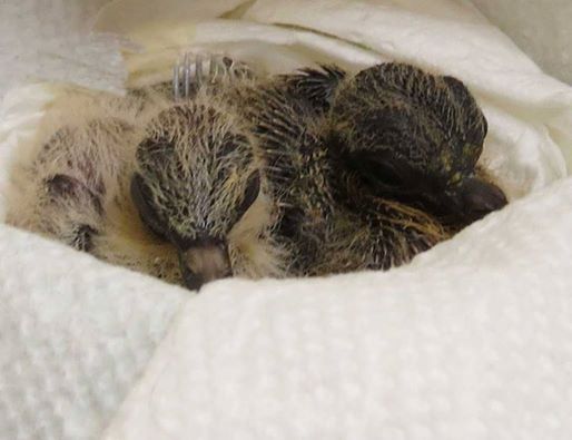 Mourning Dove Nestlings