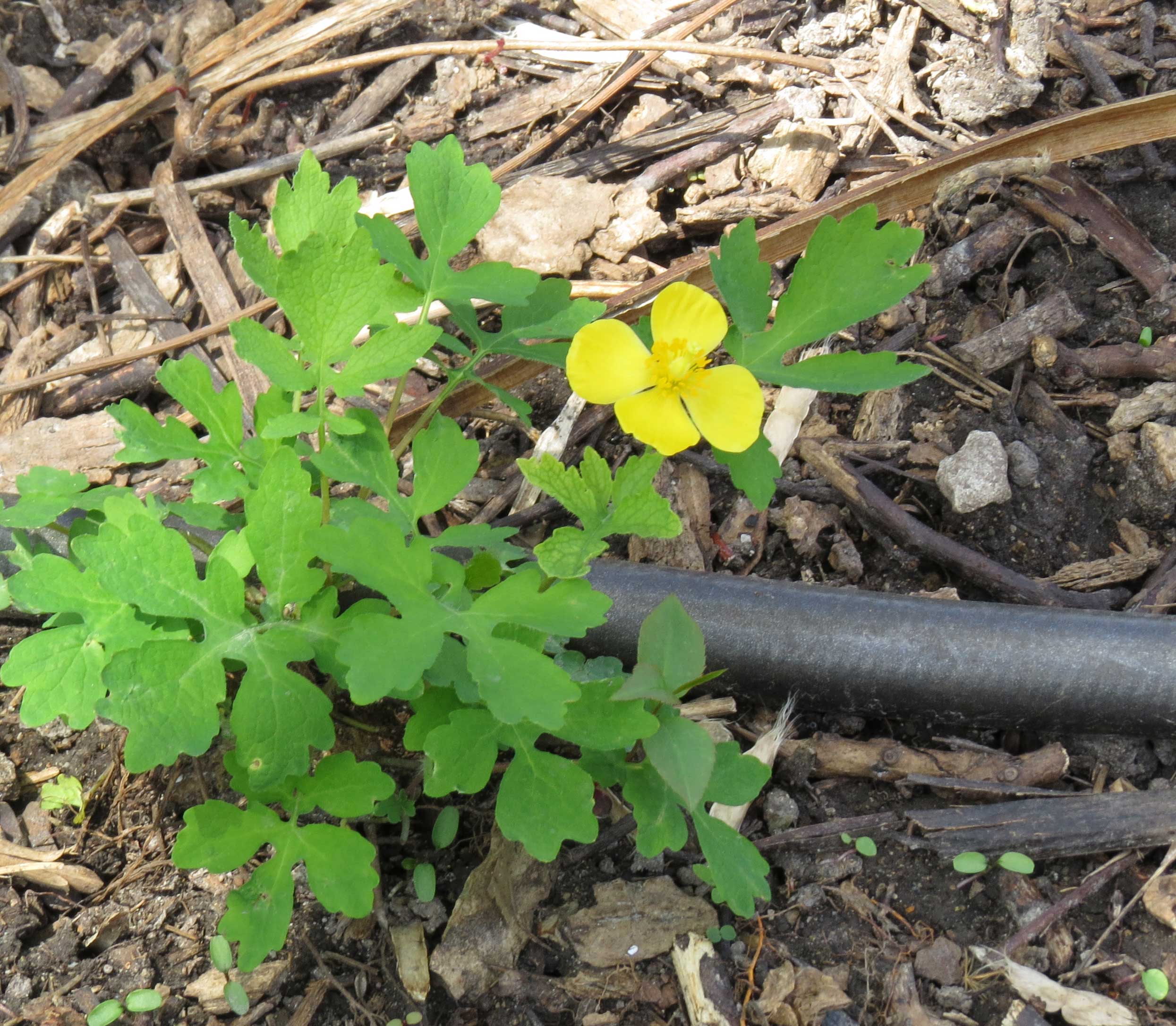 Celadine Poppy