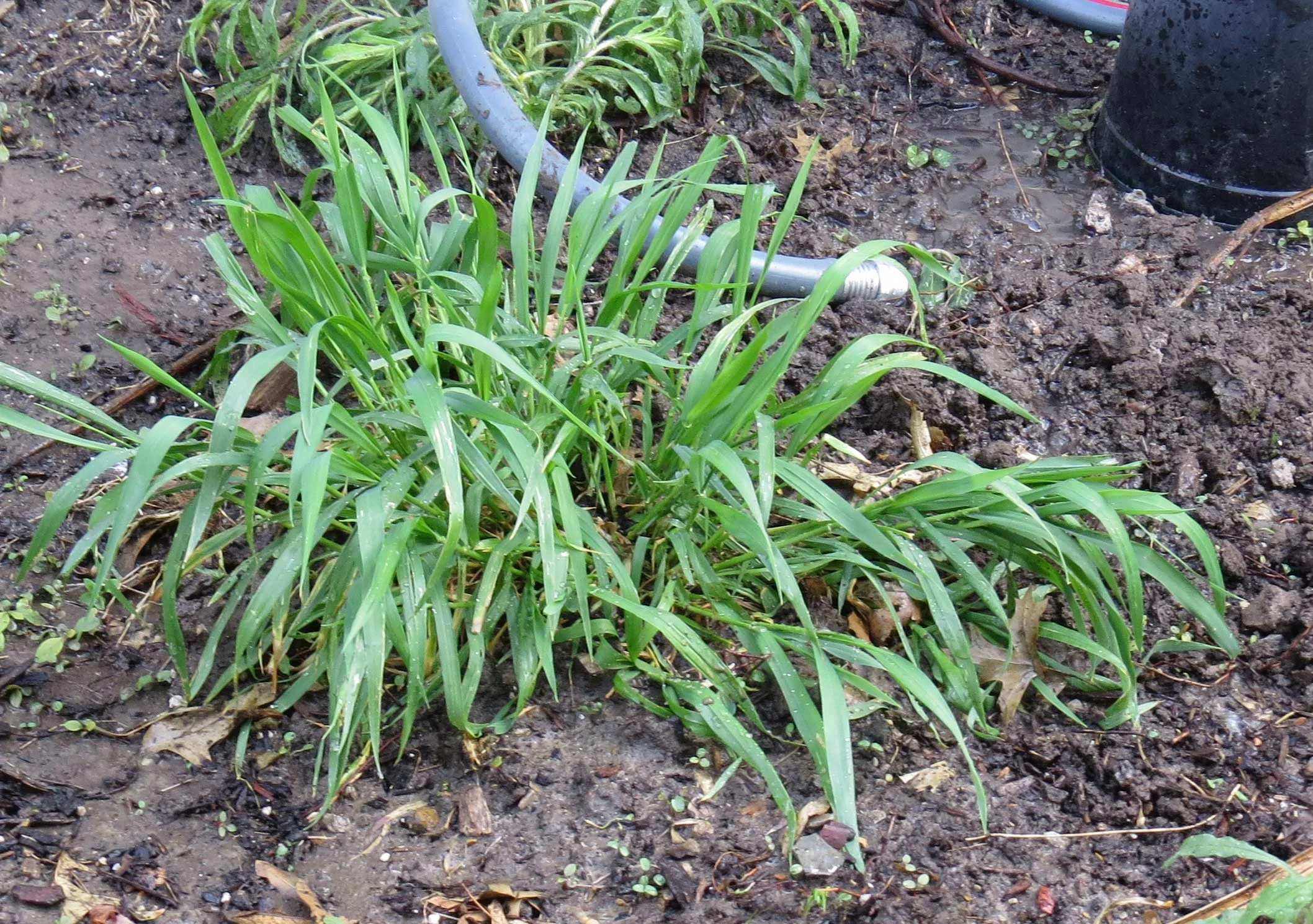 Indian Grass