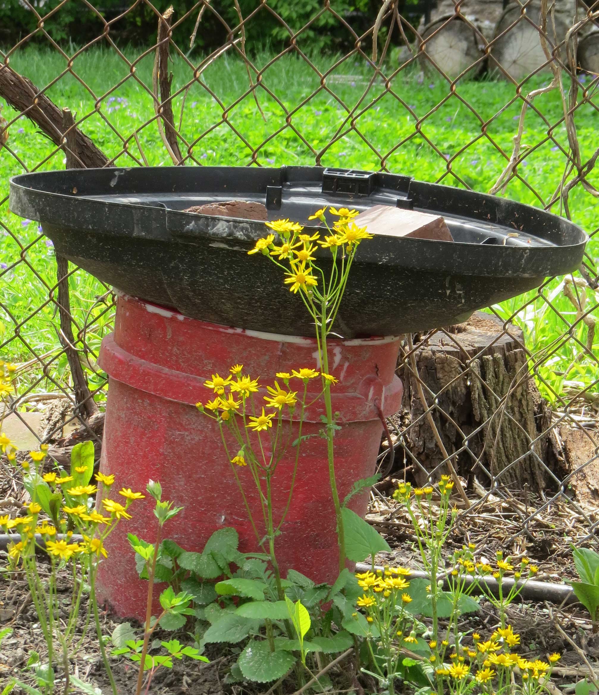 Homemade Bird Bath