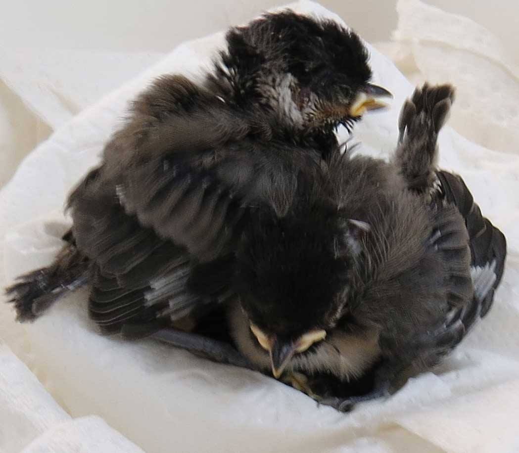 Black-Capped Chickadee siblings