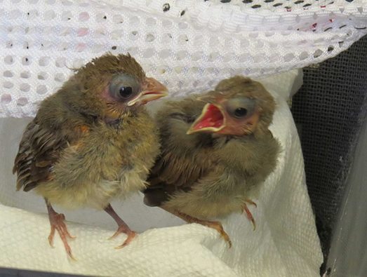 Cardinal Nest Mates