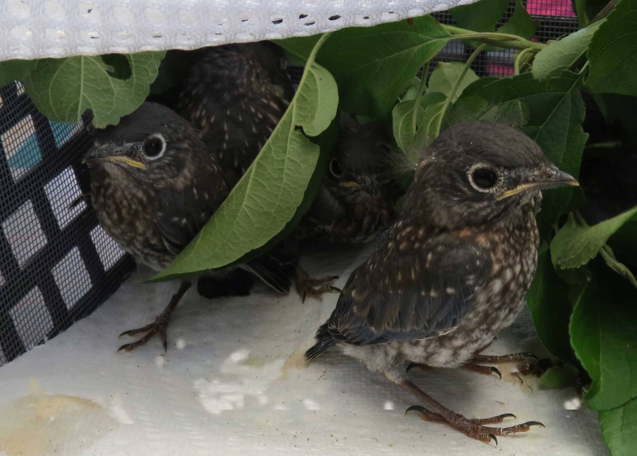 Eastern Bluebirds