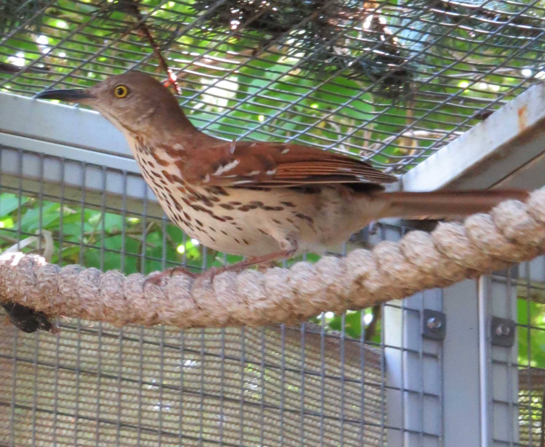 Brown Thrasher