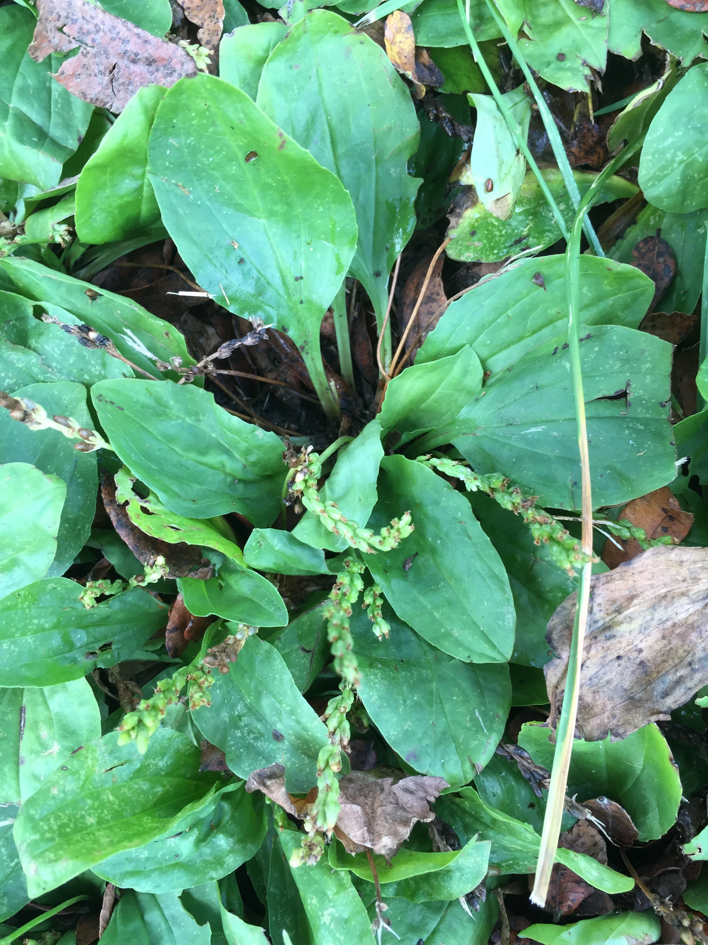 Common Plantain, Plantago Major