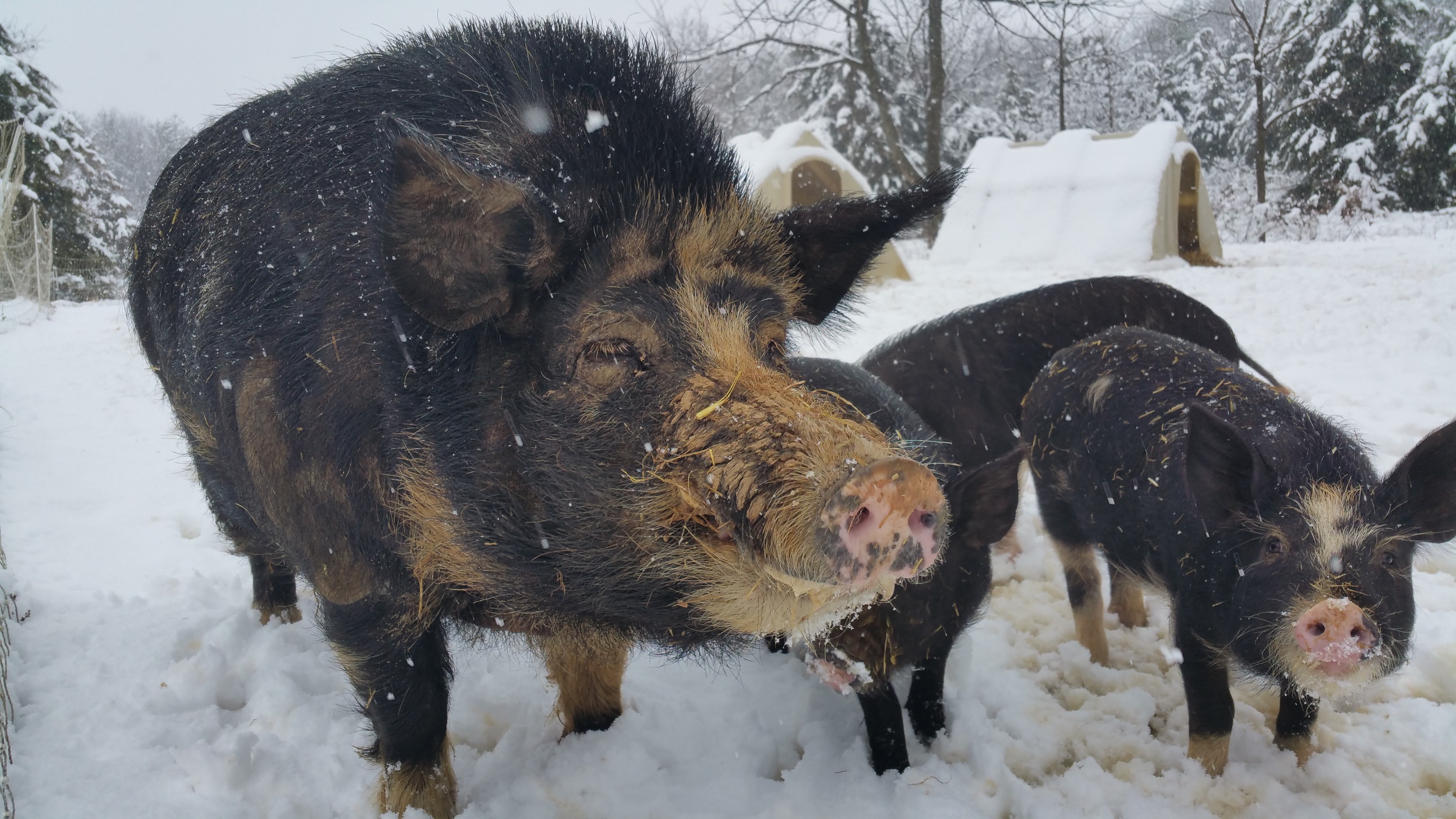 Ossabaw Boar
