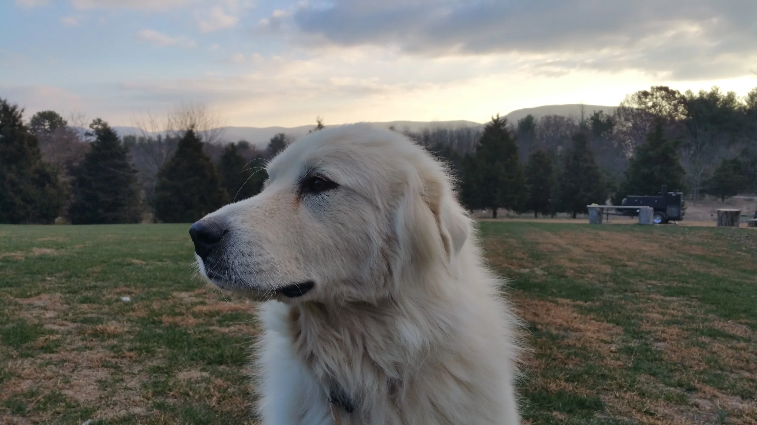 Jethro the LGD(Livestock Guardian Dog)