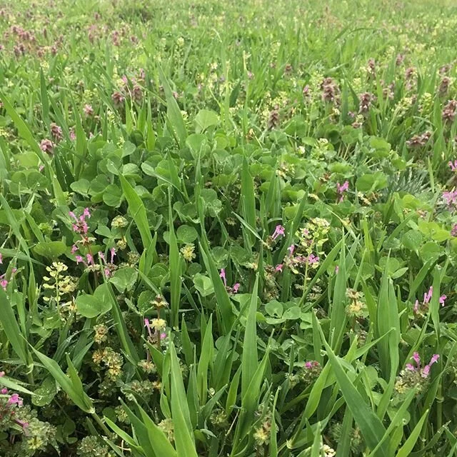Fall plantings in these two fields are almost ready for the pigs to forage! We plant fields to comprehensively improve the soil and increase pork quality. They love it!