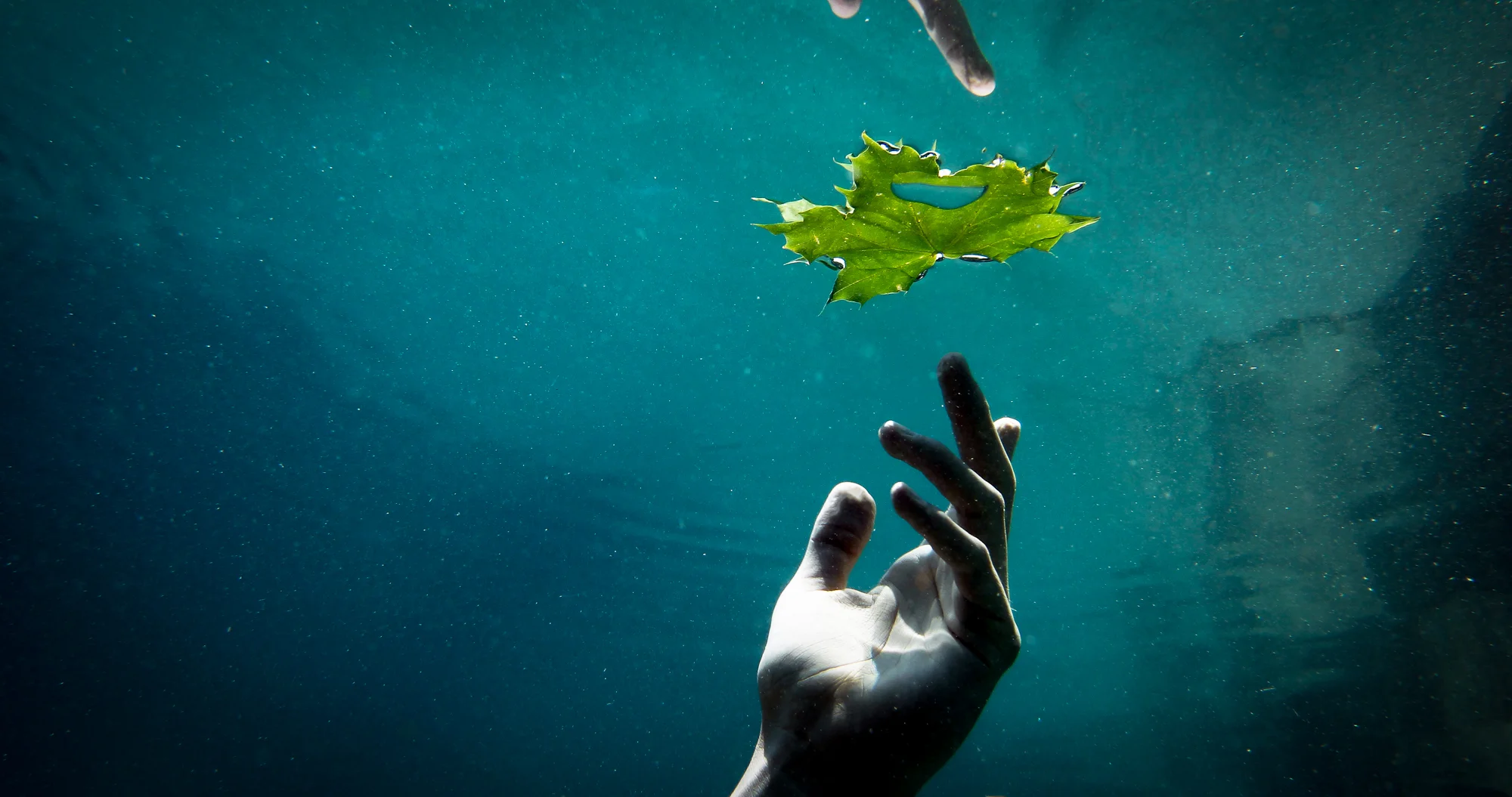 Leaf_2-Edit.jpg