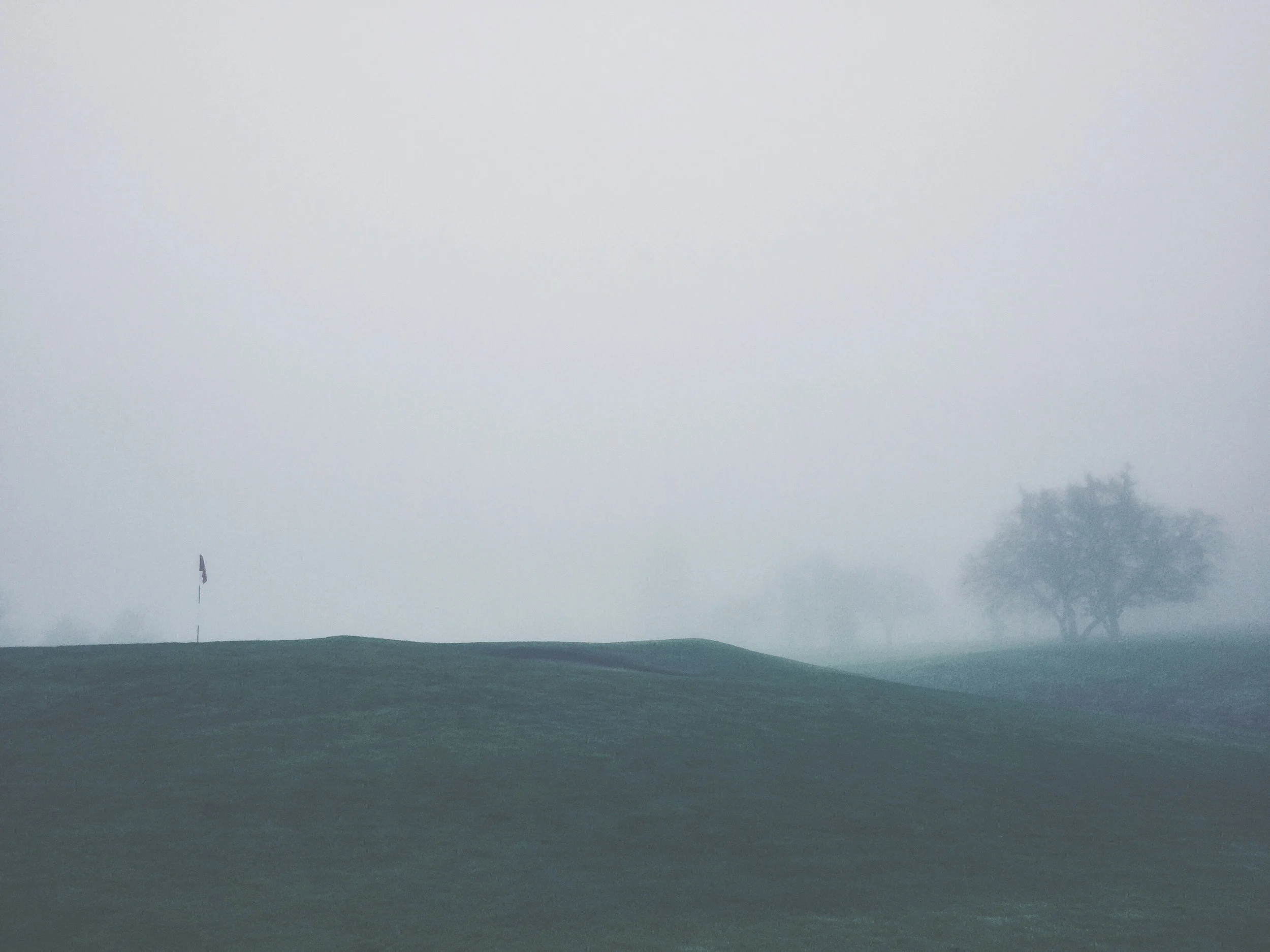 landscape-nature-trees-fog.jpg