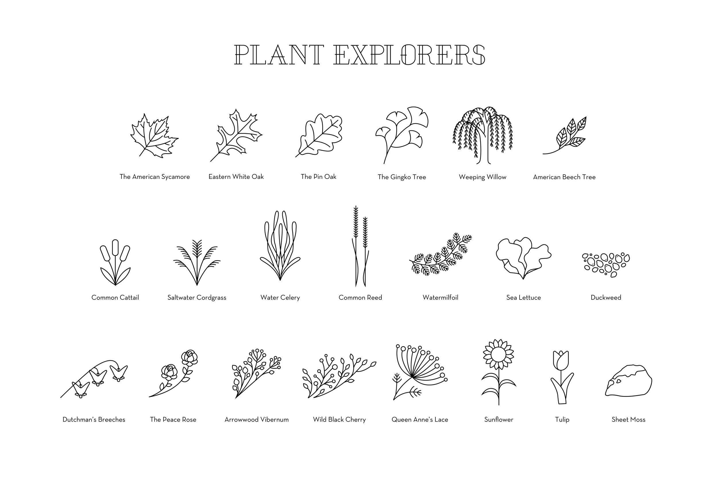 826_Individuals_Plants_01.png