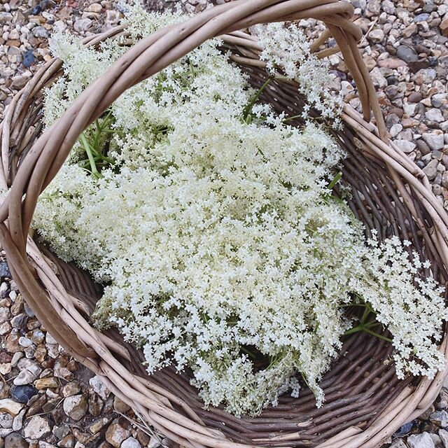 Elderflower cordialing ✨
#countrylife #countryliving #homemade #elderflowercordial #interiordesigner #offduty #hampshire #berkshire #countryside