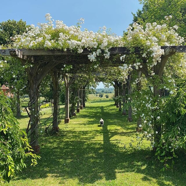 The most beautiful time of the year in the garden 💫
We love setting up trestle tables and hosting lunch parties under the pergola&rsquo;s dappled shade 🍃 
#home #garden #roses #climbingroses #lunchwithaview #pugsofinstagram #whiteroses #interiordes