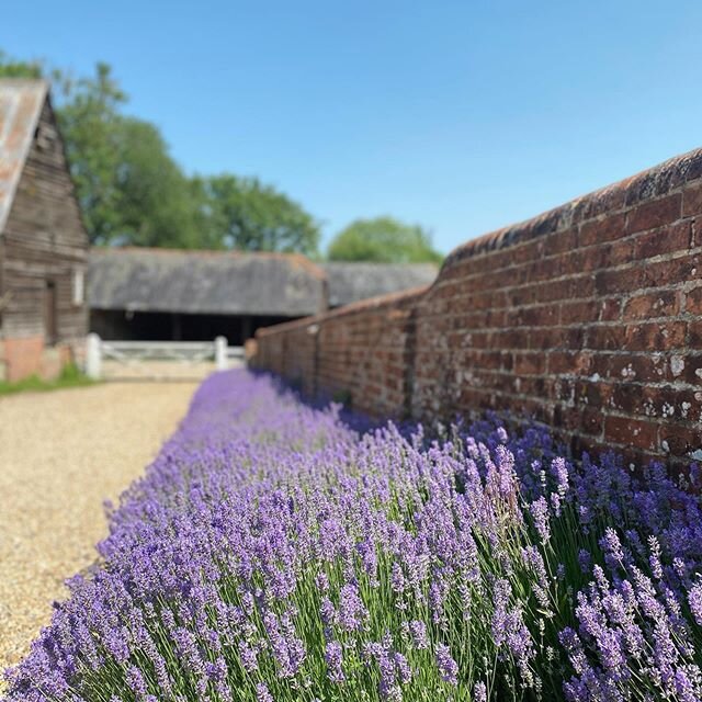 One more... Provence feels down in the old farm yard 🌸🌞
#lavender #provence #junedays #farmhousestyle #hampshire #oldfarmhouse #interiordesign #gardendesign #interiordesigner