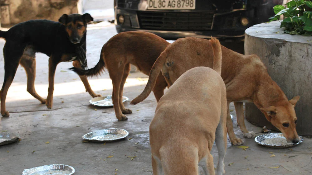 FEED_STRAY_IMAGE_SET_A_B_VERT_044_LOREZ.jpg