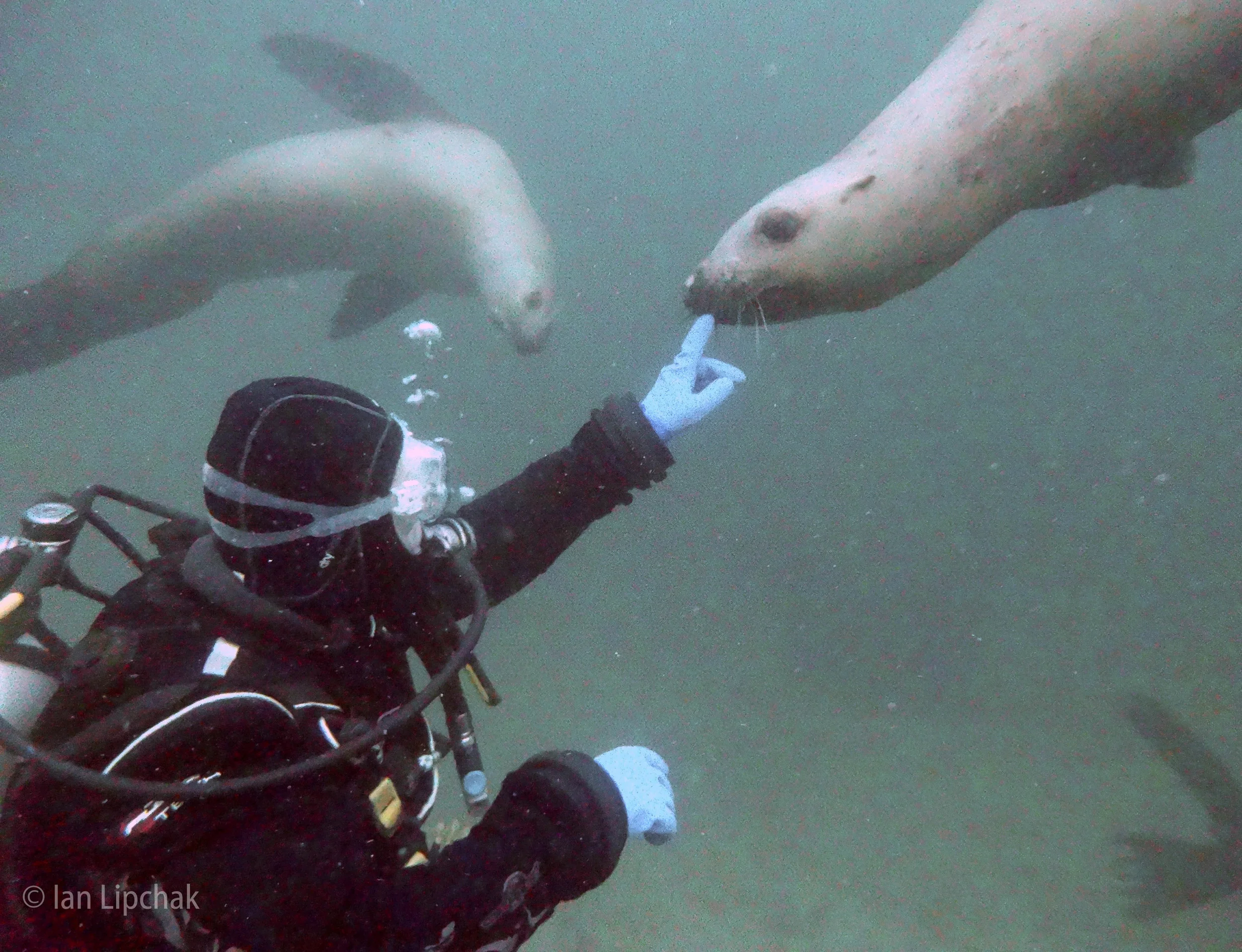 ***Only 2 Spaces Left!*** Hornby Island Dive Trip February 12th, 13th & 14th 2016 ***FULL
