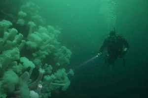 diver.jpg