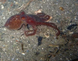 How to find an Octopus!