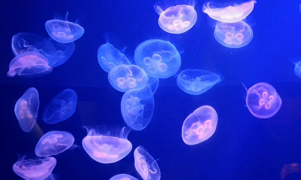 Moon-jellyfish.jpg