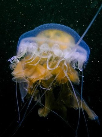 BC Aquatic Life: Jellyfish
