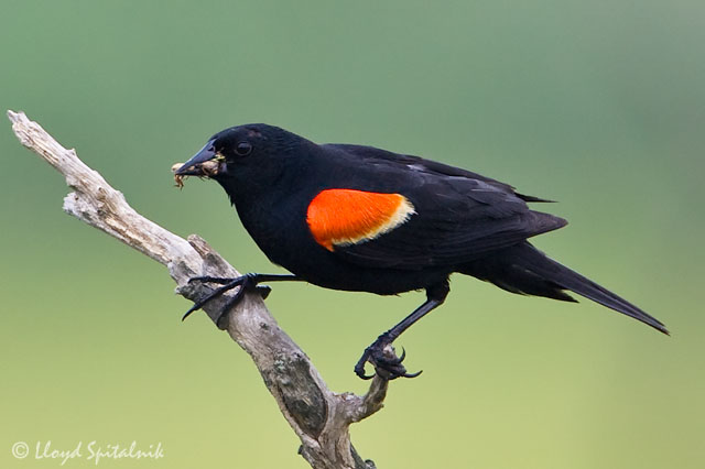 March, Red-winged Blackbird