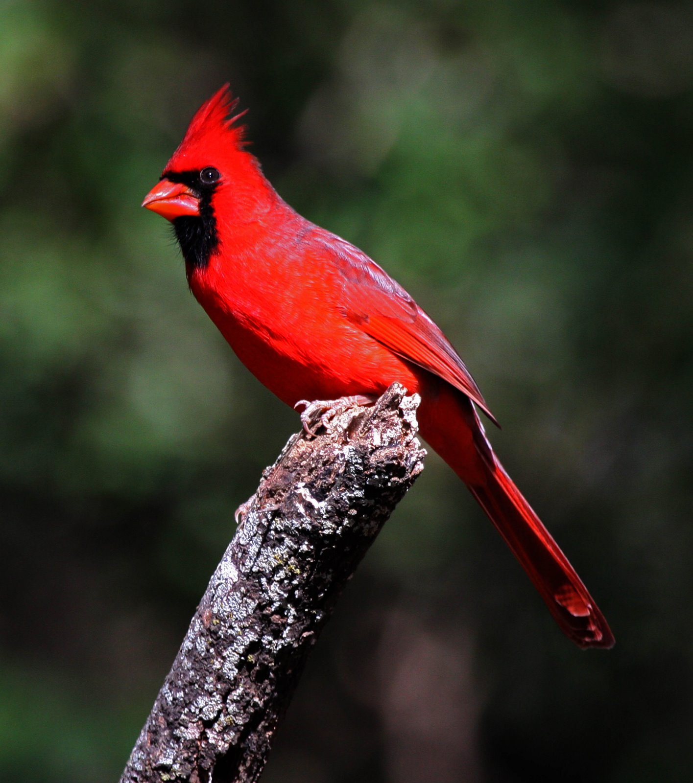 February, Northern Cardinal 