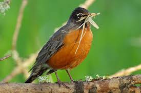 May, American Robin