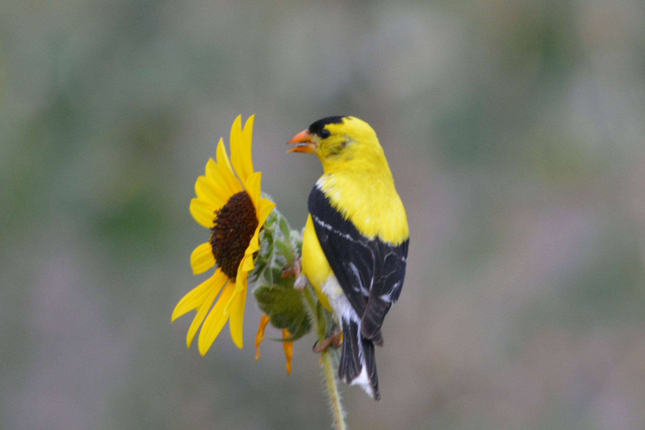 Click on the picture to learn more about the Goldfinch, hear sound files, and see pictures.
