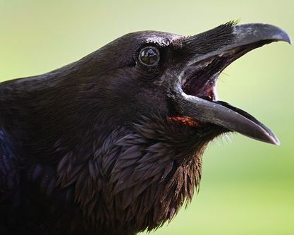 "Crow-dsourced!"