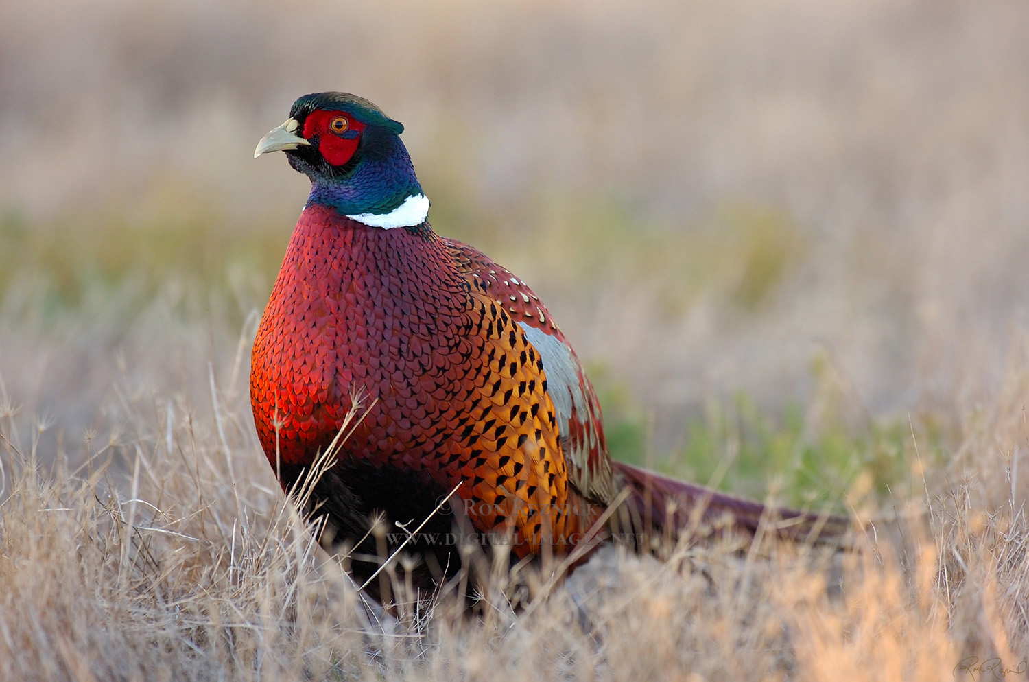 October, Ring-necked Pheasant