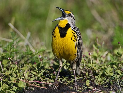 July, Eastern Meadowlark 