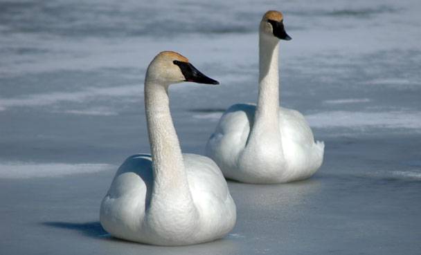 April, Trumpeter Swan