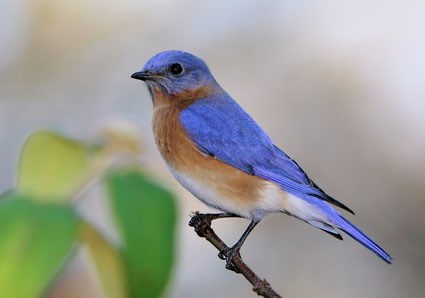 June, Eastern Bluebird