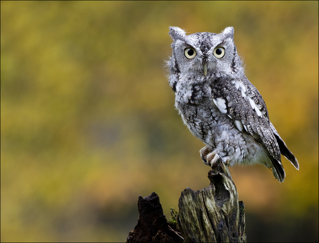 December, Eastern Screech Owl