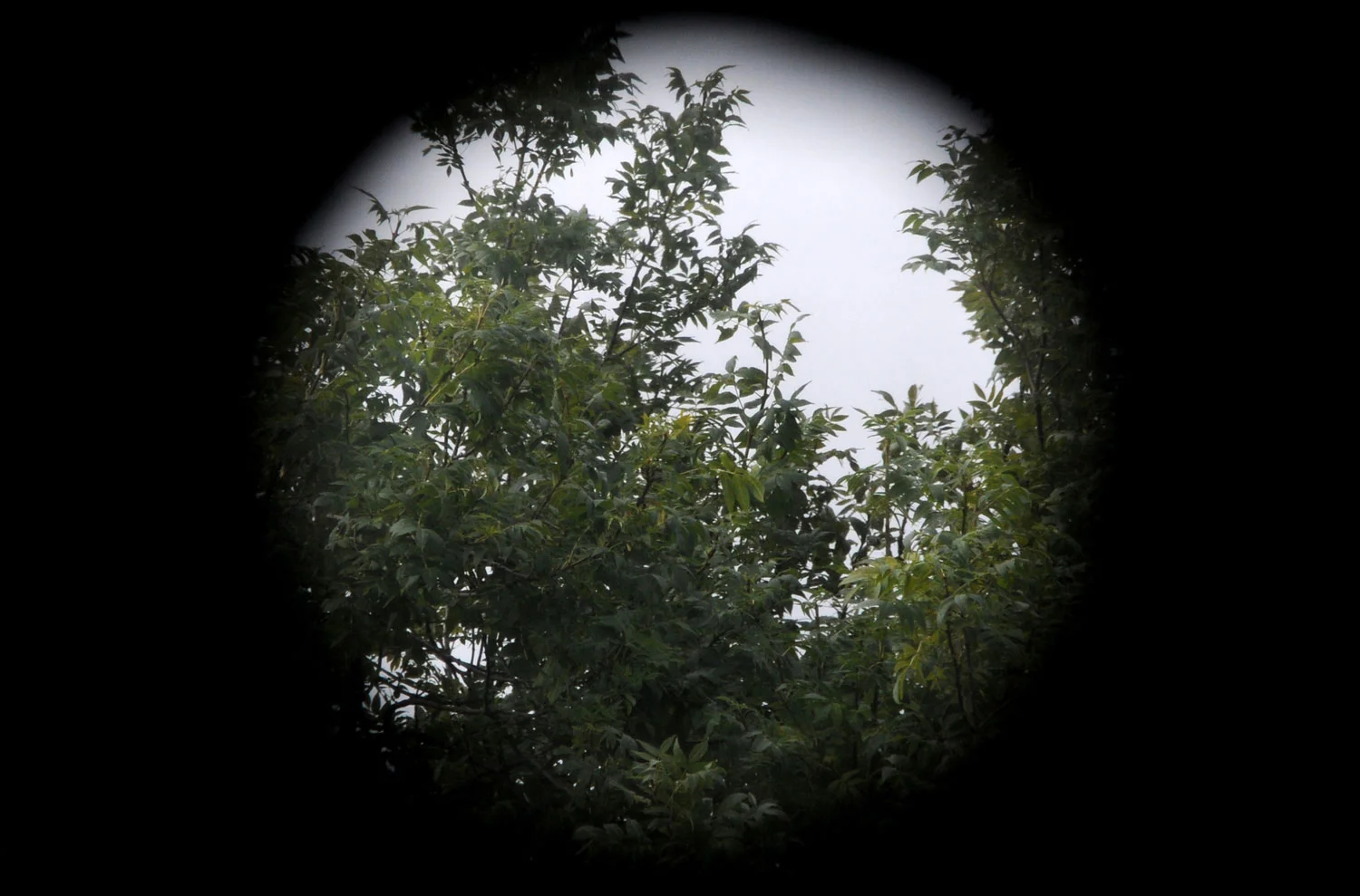 Kreider-OLeary-Video-Shakkei-Installation-0044-1500w-1500w-web.jpg