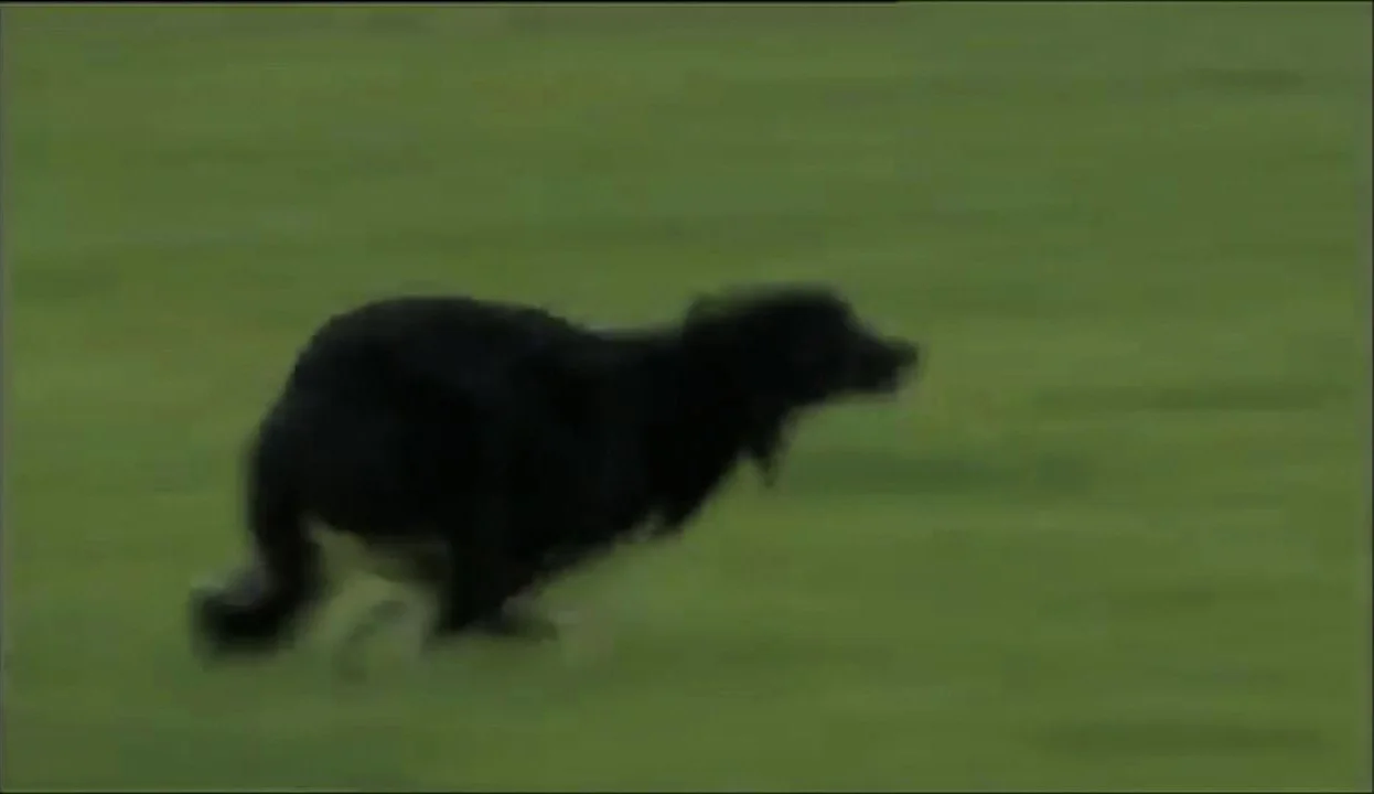 Sheep-Dog-1200-web.jpg