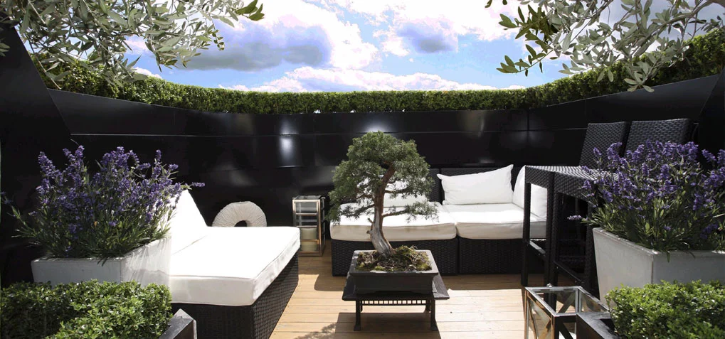 hcl_bonsai1.jpg
