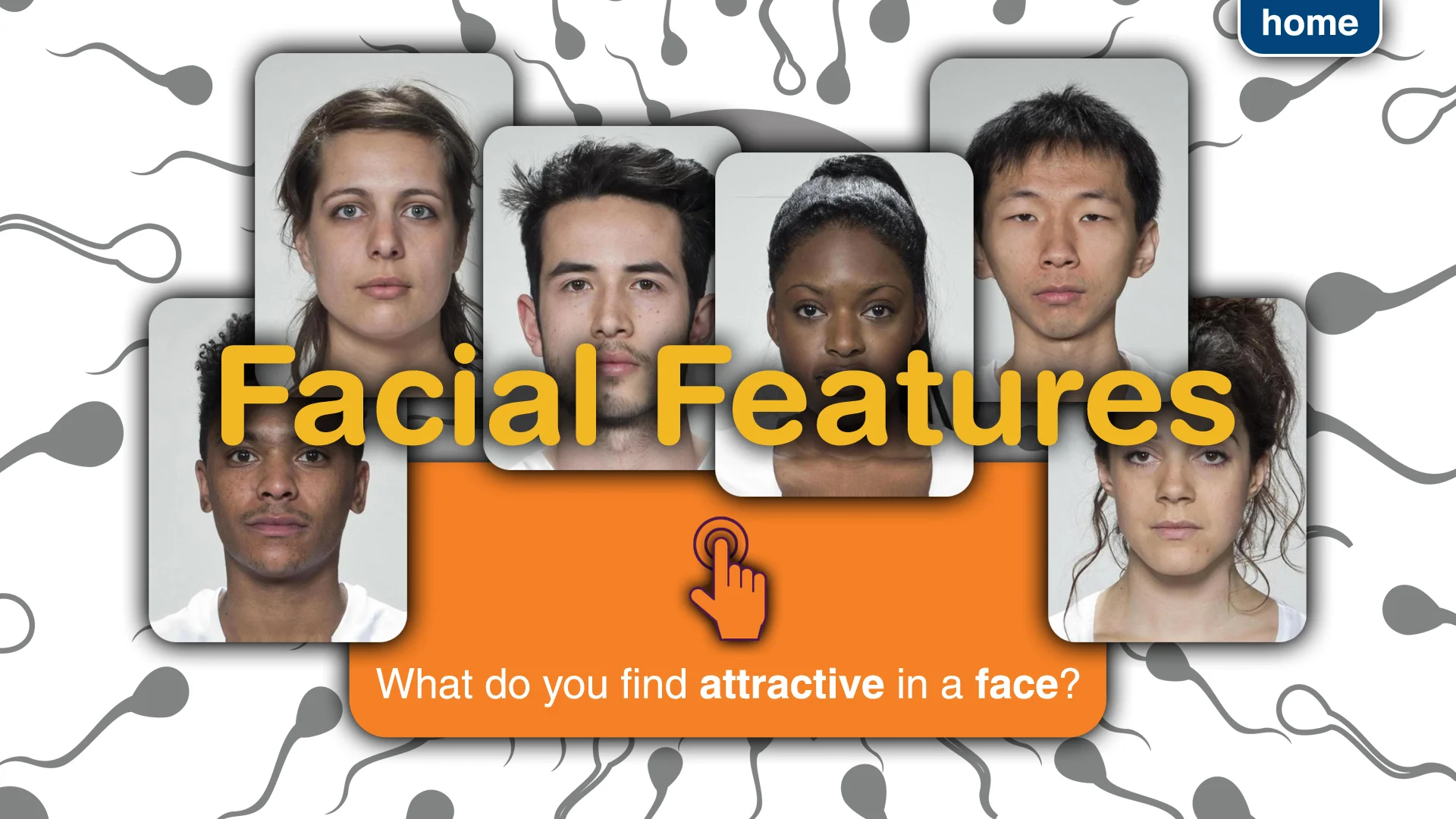 A5.05 Facial Attractiveness - screensaver.jpg