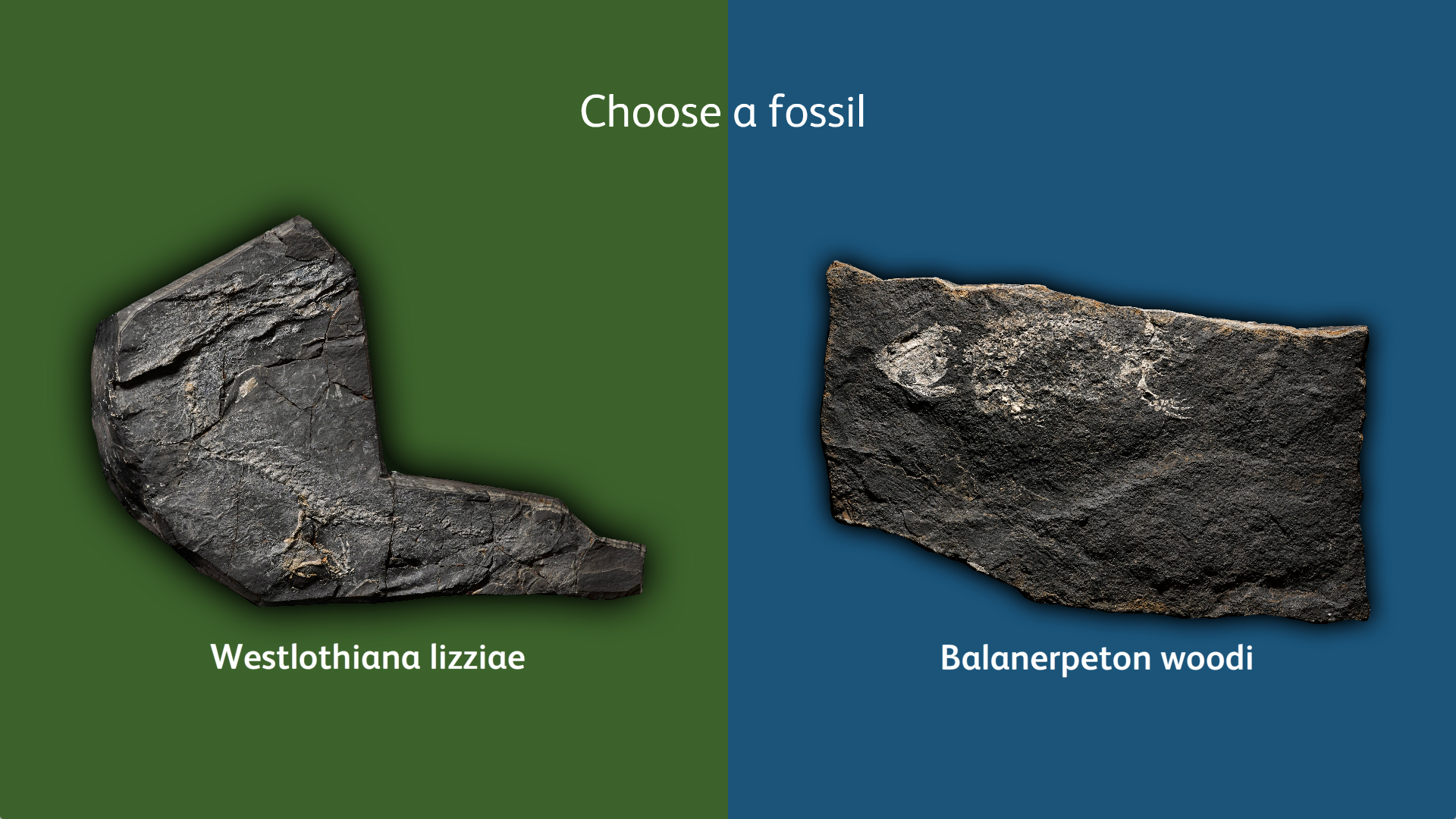 FossilHunters_Screenshots_0003_Screen Shot 2017-02-22 at 16.48.33.png.jpg