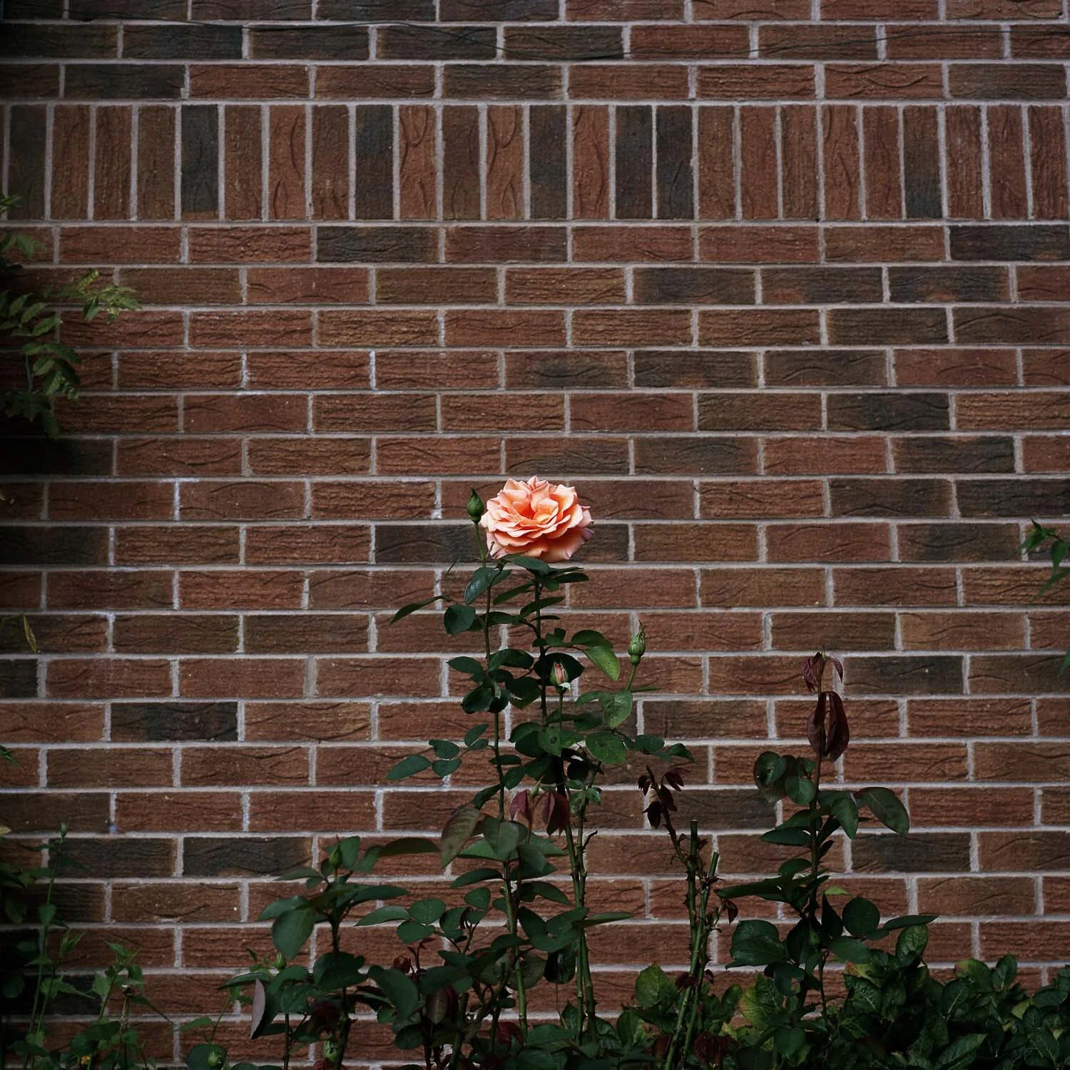 Long Walk Back-7.jpg