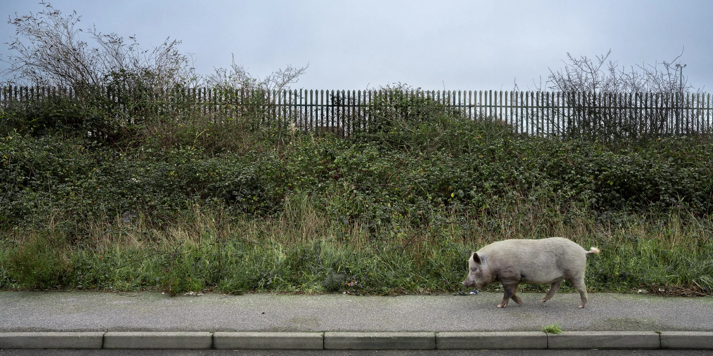 _DSC8779-2.jpg