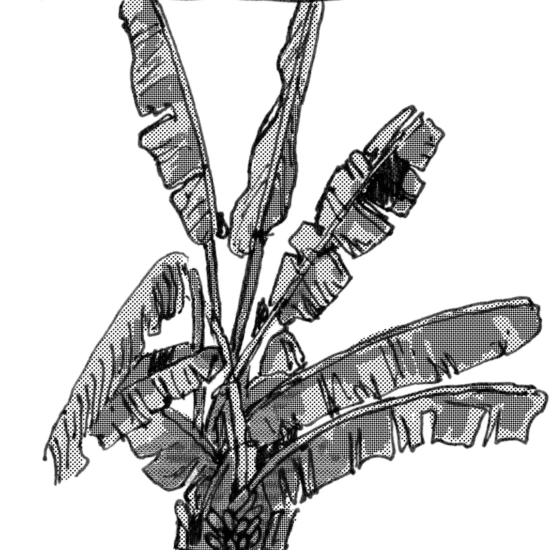 pair1a.jpg